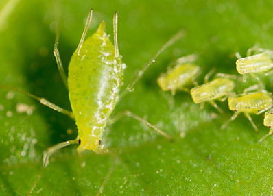 Aphid