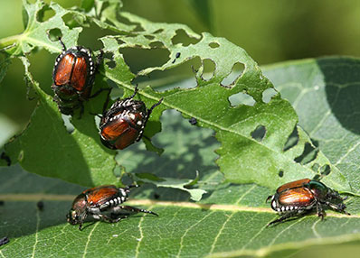 Beetles