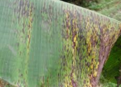 Black Sigatoka