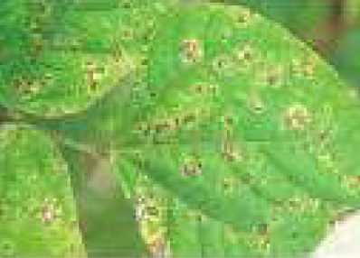 Cercospora Leaf Blight