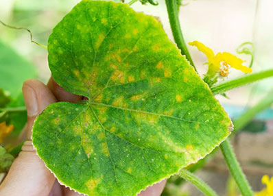 Cucumber mosaic virus