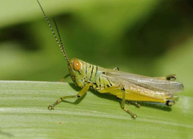 Grass Hopper