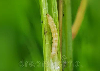 Larve Rice Stem Borer