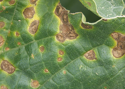 Leaf Blight