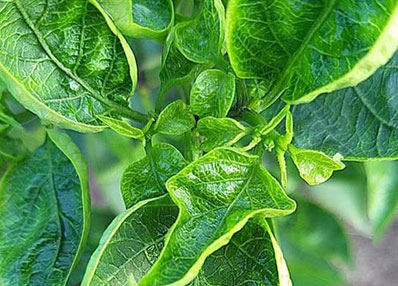 Leaf curl virus
