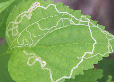 Leaf Miner