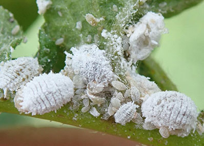 Mealybug