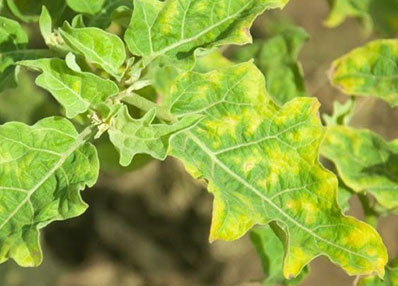 Papaya Yellow Mosaic Virus