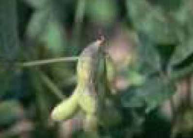 Pod and Stem Blight