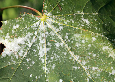 Powdery Mildew