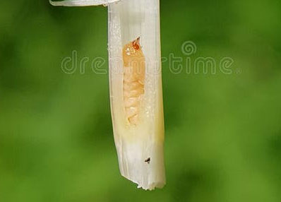 Pupa Rice Stem Borer