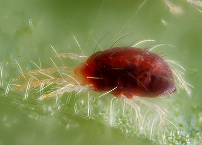 Spider Mite
