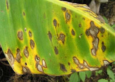 Yellow Sigatoka
